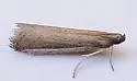 Barberia affinitella - Hodges#6036 - photo 4