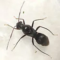 Barberiella formicoides