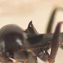 Barberiella formicoides - photo 2
