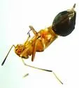 Barberiella formicoides - photo 3