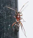 Barberiella formicoides - photo 4