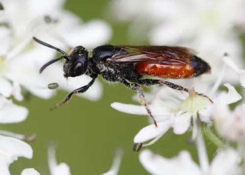 Bare-saddled Blood Bee