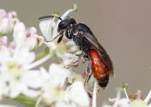 Bare-saddled Blood Bee - photo 2