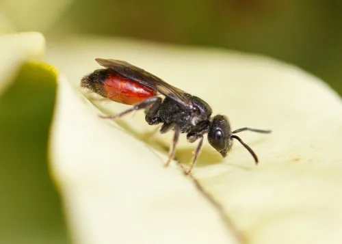 Bare-saddled Blood Bee - photo 3