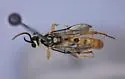 Barichneumon fuscosignatus - photo 2