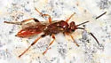 Barichneumon sorex