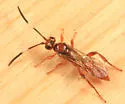Barichneumon sorex - photo 2