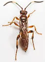 Barichneumon sorex - photo 3