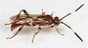 Barichneumon sorex - photo 4