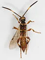 Barichneumon sorex - photo 5