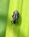 Barinus cribricollis