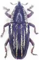 Barinus cribricollis - photo 4