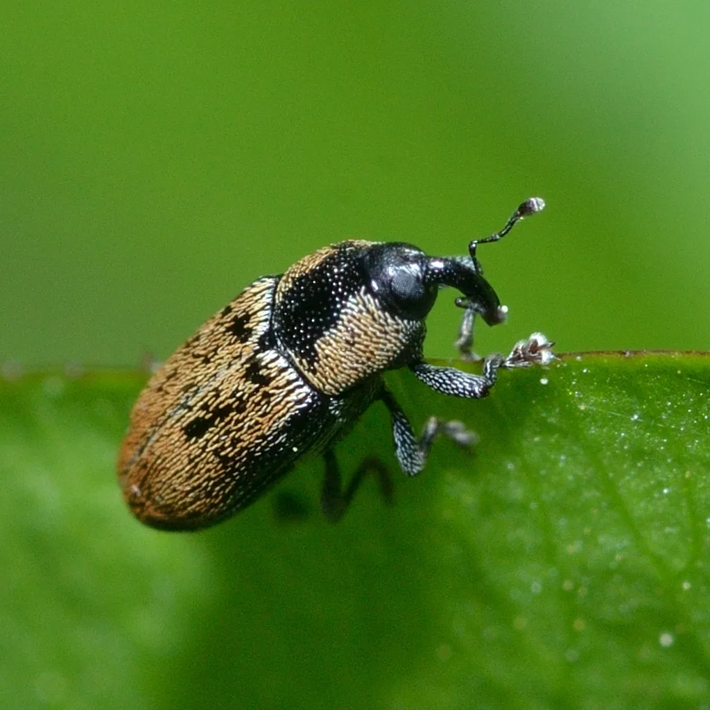 Barinus curticollis - photo 2