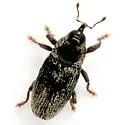 Barinus lutescens