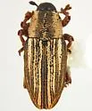 Barinus suffusus