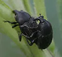 Baris interstitialis