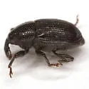 Baris umbilicata - photo 2