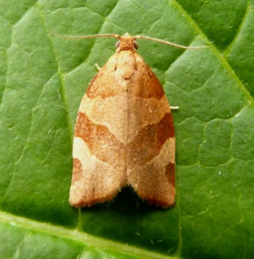 Barred Fruit-tree Tortrix