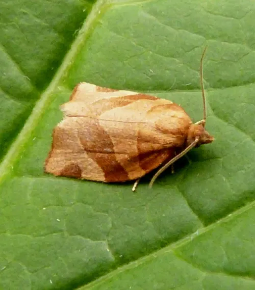 Barred Fruit-tree Tortrix - photo 2