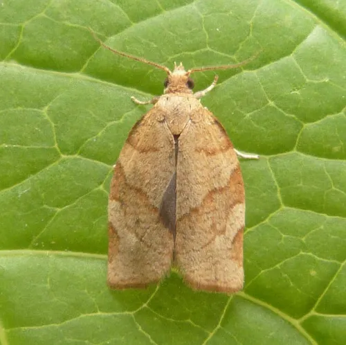 Barred Fruit-tree Tortrix - photo 3