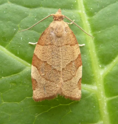 Barred Fruit-tree Tortrix - photo 4