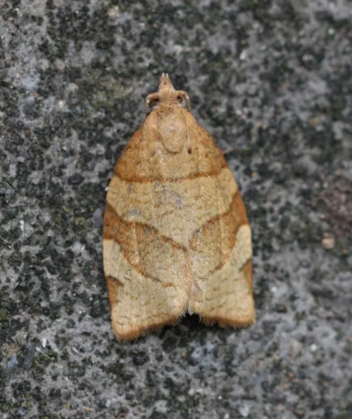 Barred Fruit-tree Tortrix - photo 5