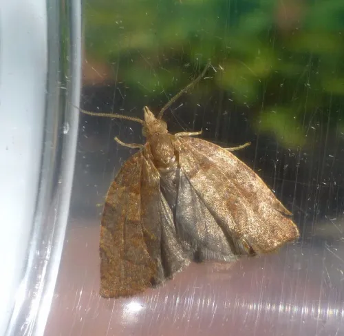 Barred Fruit-tree Tortrix - photo 6