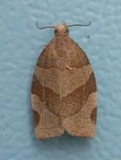 Barred Fruit-tree Tortrix - photo 7
