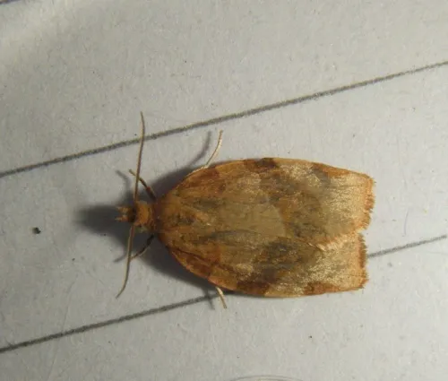 Barred Fruit-tree Tortrix - photo 8