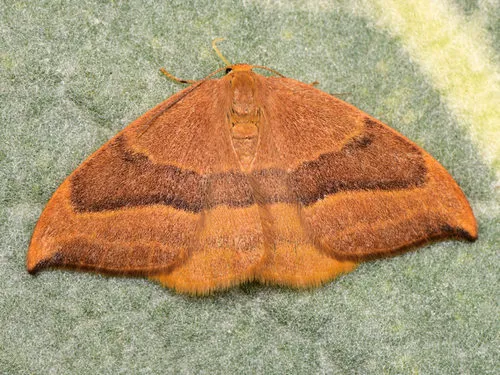 Barred Hook-tip
