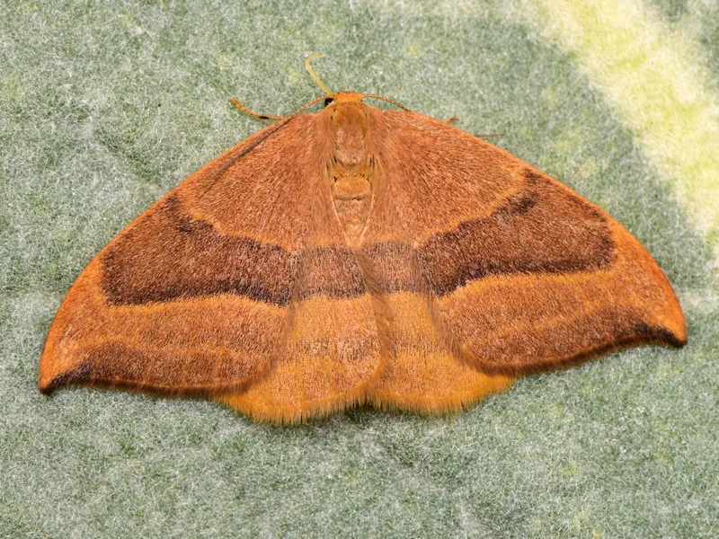 Barred Hook-tip - photo 2