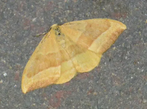 Barred Hook-tip - photo 4