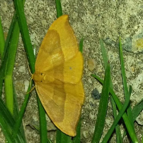 Barred Hook-tip - photo 5