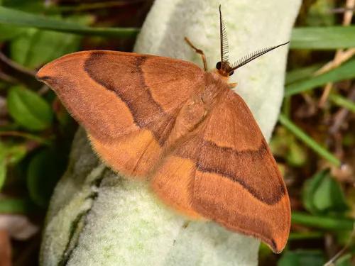 Barred Hook-tip - photo 6