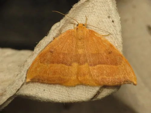 Barred Hook-tip - photo 7
