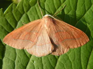 Barred Red - photo 2