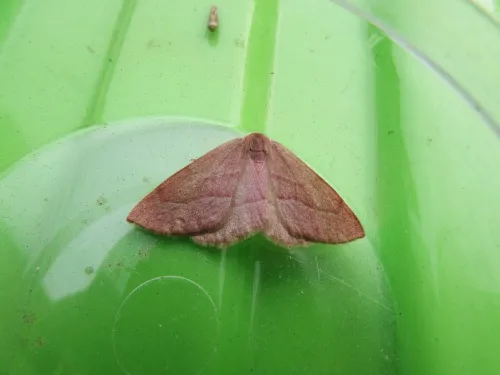 Barred Red - photo 4