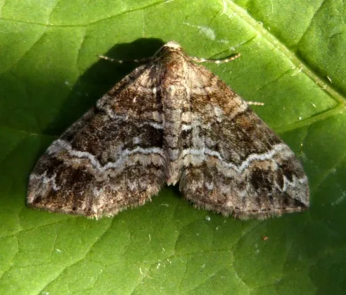 Barred Rivulet - photo 2