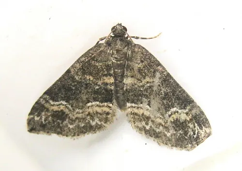 Barred Rivulet - photo 3