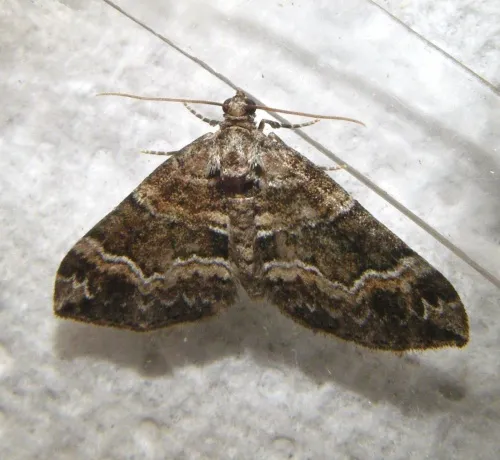 Barred Rivulet - photo 4