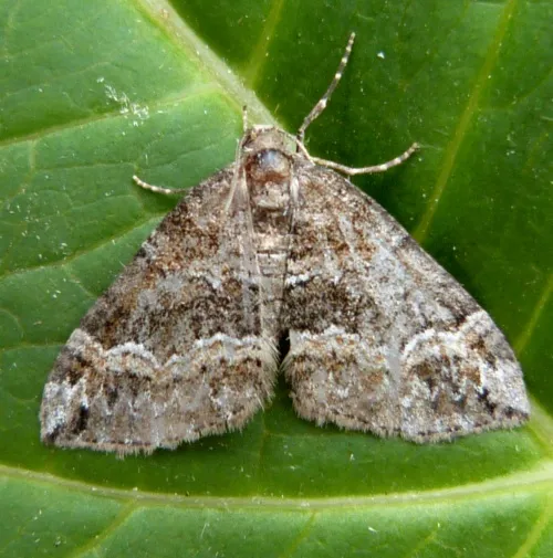 Barred Rivulet - photo 5