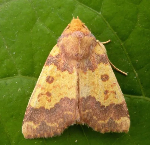 Barred Sallow - photo 2