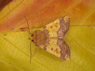 Barred Sallow - photo 3