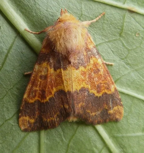 Barred Sallow - photo 4