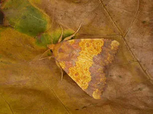 Barred Sallow - photo 5