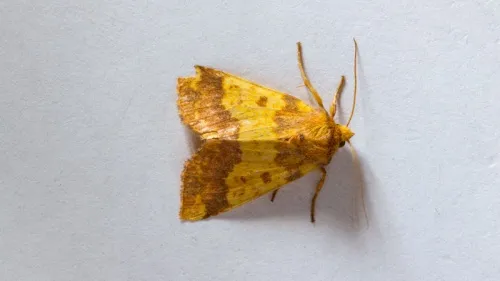 Barred Sallow - photo 6