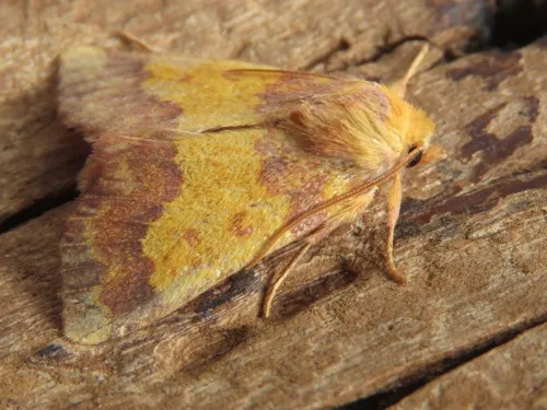 Barred Sallow - photo 7