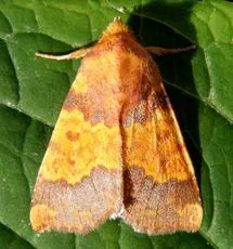 Barred Sallow - photo 8