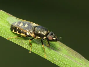 Barred Snout