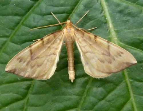 Barred Straw - photo 2